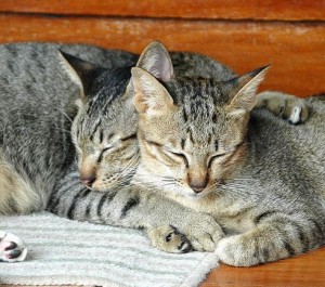 tahiland-cat